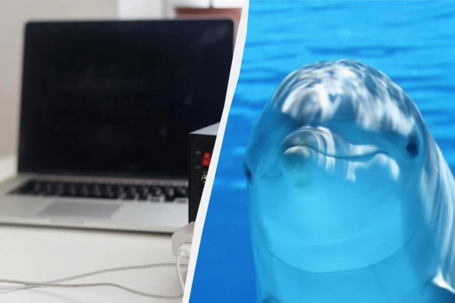 Siqnalizasiya: Delfin beynində noutbuk və smartfon tullantıları tapılıb