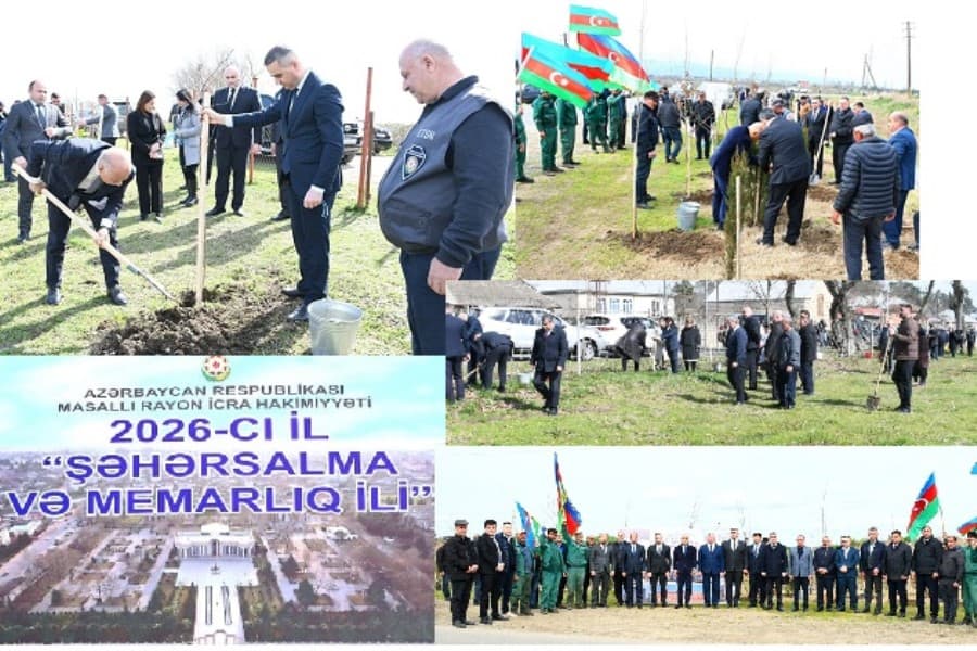 Masalıda ağacəkmə aksiyaları davam etdirilir