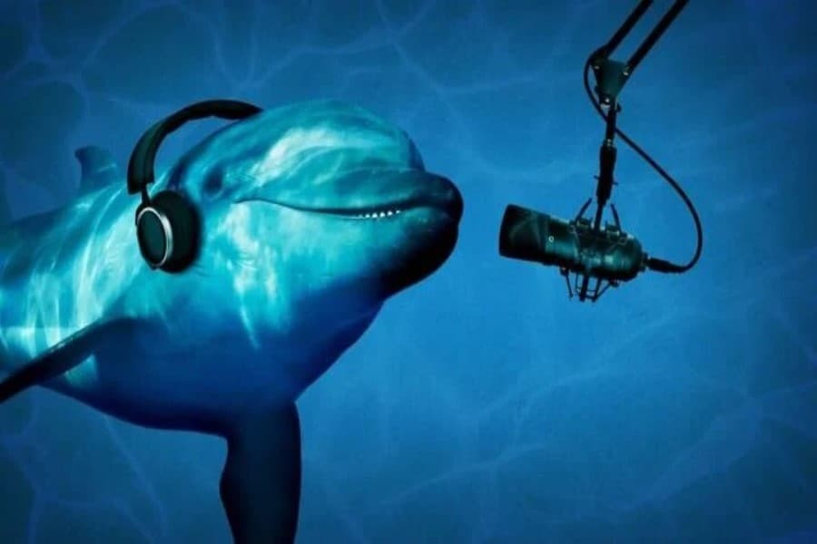 Google sizə delfinlərlə ünsiyyət qurmağa imkan verəcək neyroşəbəkə tərcüməçisi yaradıb - VİDEO