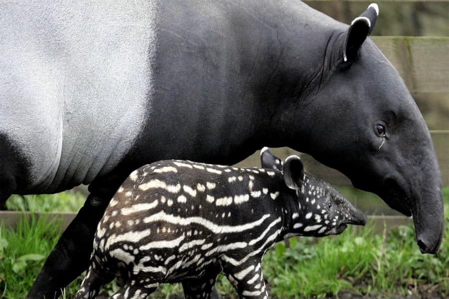 Zooparkda nəsli kəsilməkdə olan zolaqlı Malaya tapiri doğulub - ÖZƏL