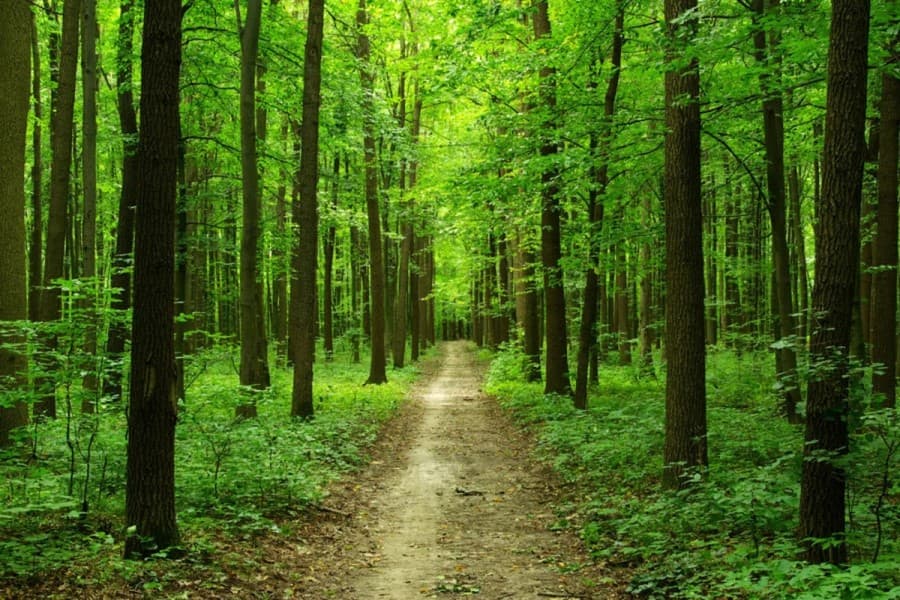“COP29 işığında meşə zonalarında tarlaların yandırılmasının ziyanı haqqında əhalinin məlumatlandırılması” layihəsi qalib elan olunub