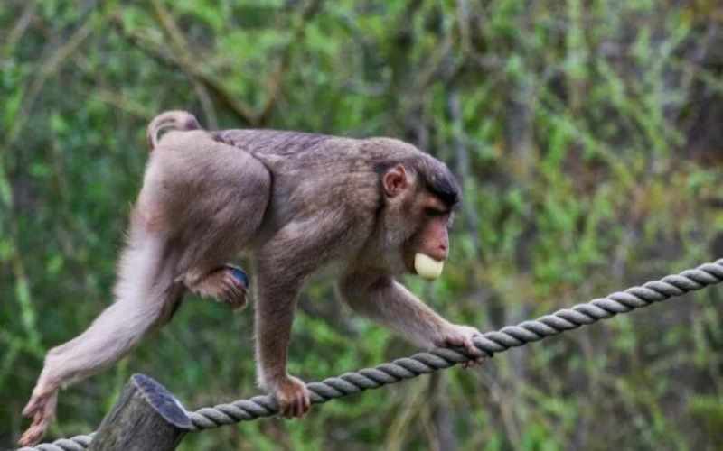Honq Konqda simian herpes infeksiyasına ilk yoluxma halı aşkarlanıb