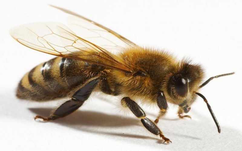 Arıların məntiqi düşünmə qabiliyyəti kəşf edildi