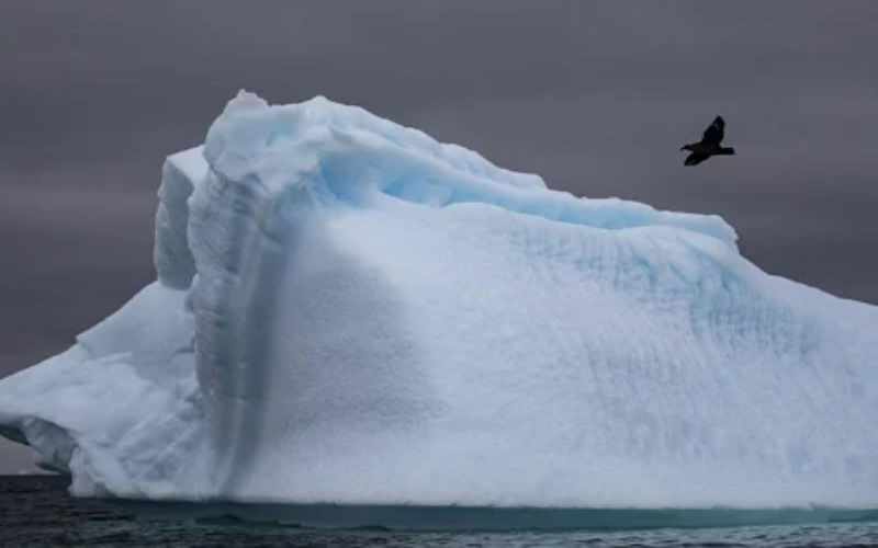 Antarktidada ilk ölümcül quş qripi halı təsdiqlənib