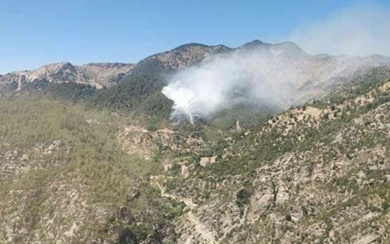17 yerdən meşəni yandırdığı iddiası ilə saxlanılıb - ÖZƏL