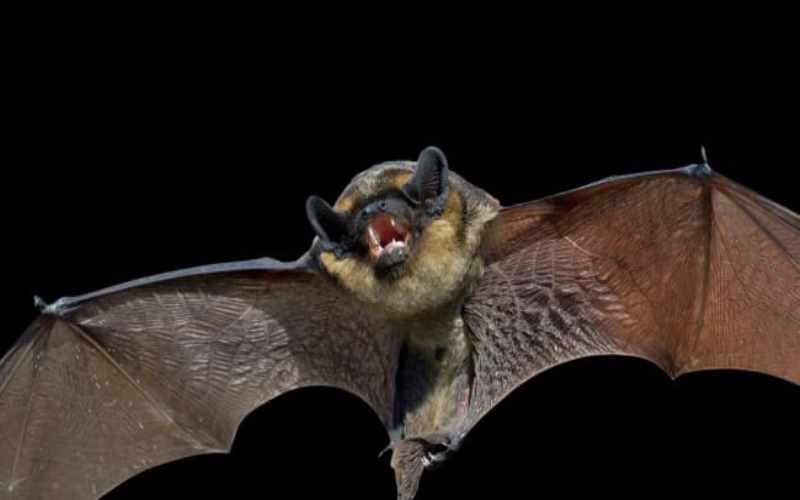 Çində yarasalarda yeni koronavirus aşkarlanıb