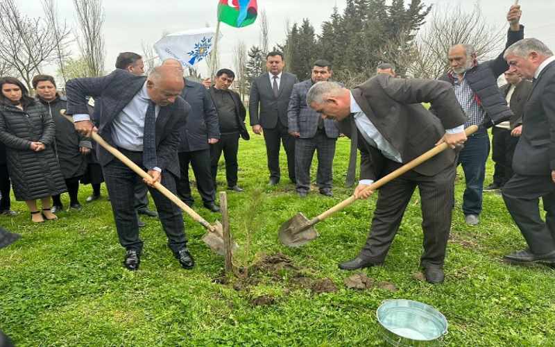 Masallıda ağacəkmə aksiyası 