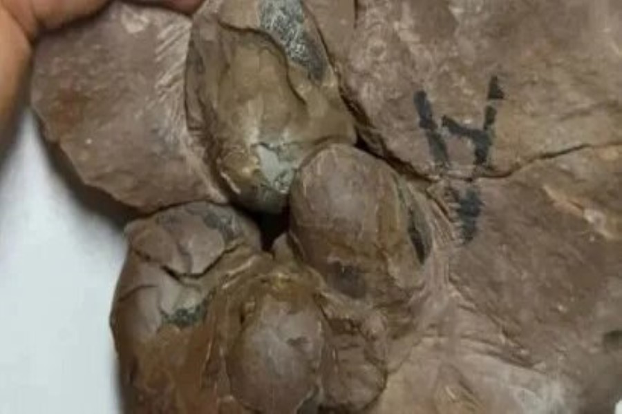 Çində naməlum növə aid ən kiçik dinozavr yumurtası tapılıb