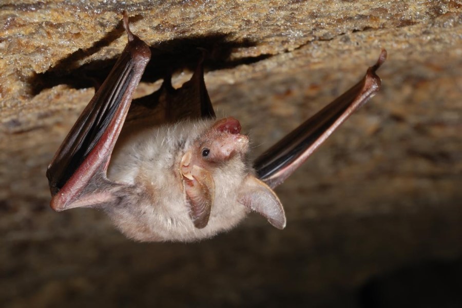 Vəhşi Braziliya yarasalarında yeni növ koronavirus aşkarlanıb