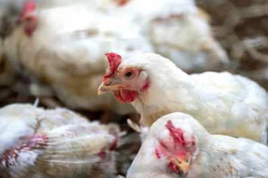 Belçikada qrip epidemiyası səbəbindən 20 min quş məhv edilib