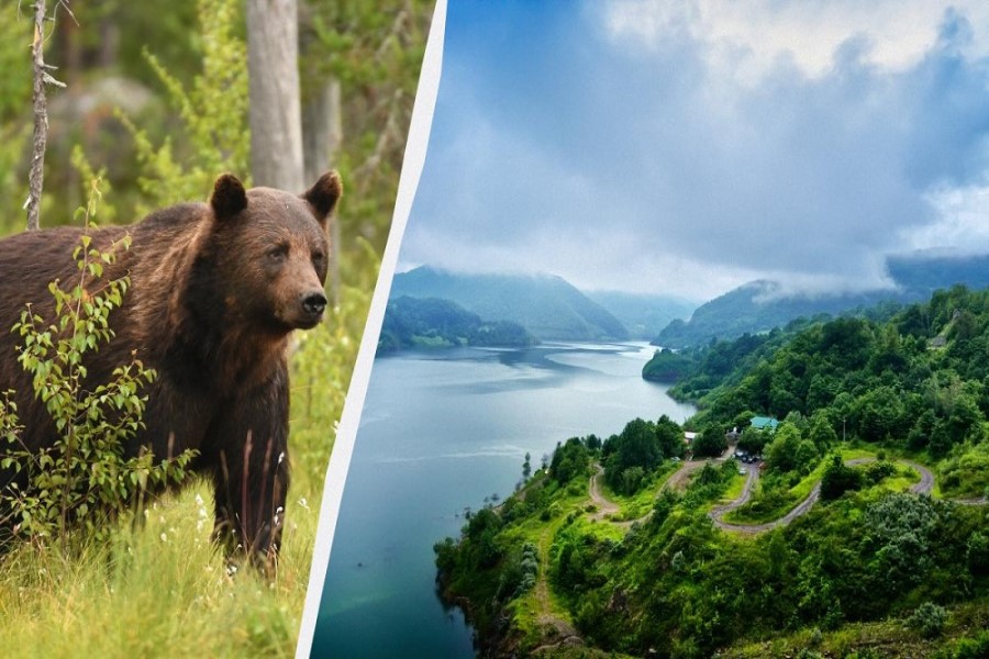 Ayı 19 yaşlı turisti öldürüb: hakimiyyət həyəcan təbili çalır