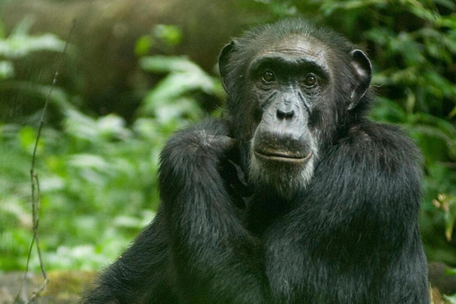 Zooparkdan qaçdığı üçün vurulan şimpanze qəzəbə səbəb oldu - ÖZƏL