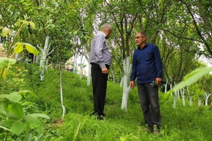 Ərkivanda “Göycə” yetişdirilir - MASALLIDA
