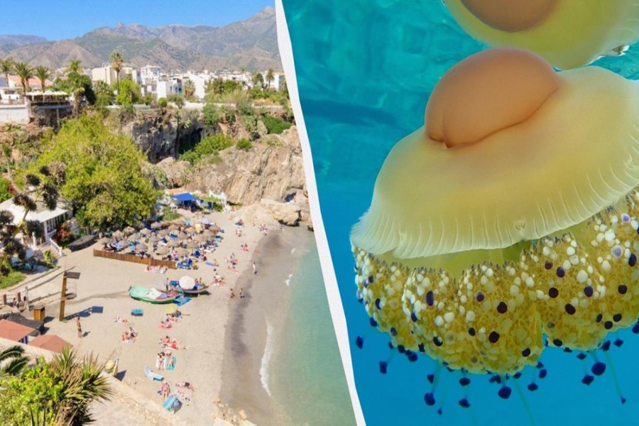 İspan çimərlikləri "qızardılmış yumurta meduzaları" ilə doludur: turistlərdən diqqətli olmaları xahiş olunur