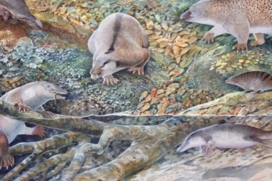 Alimlər Avstraliyada tarixdən əvvəlki dövrlərdə yaşadığına inandıqları canlı aşkar ediblər