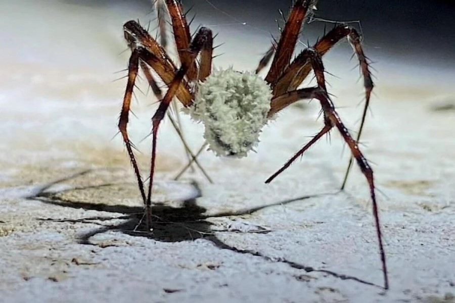 Yeni kəşf edilən göbələk hörümçəkləri zombilərə çevirir