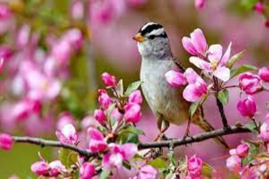 Yurdumuza Novruz ətirli bahar gəlir