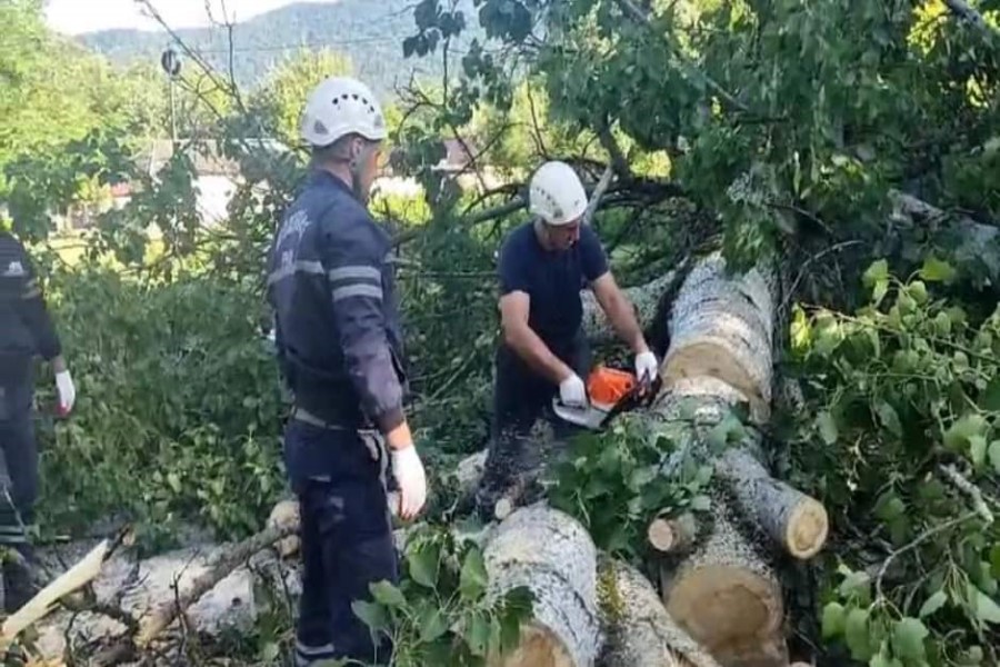 Qəbələ rayonunda iki ünvanda irigövdəli ağaclar aşıb