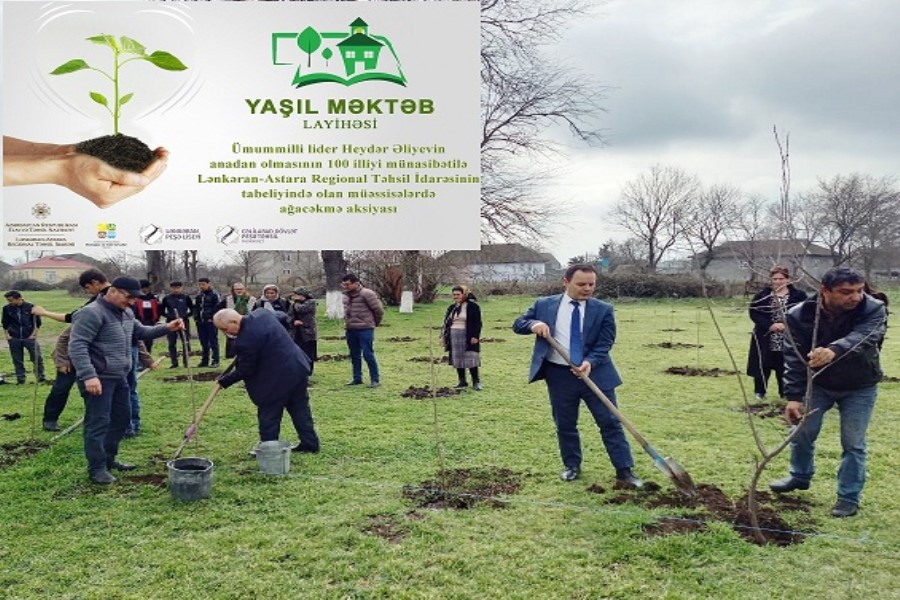 “Yaşıl məktəb” ağacəkmə aksiyası - Masallıda