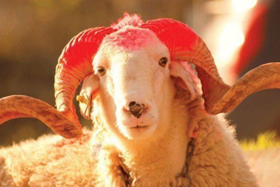 Kəsilən qurbanın bu qədərini paylayın - İlahiyyatçı
