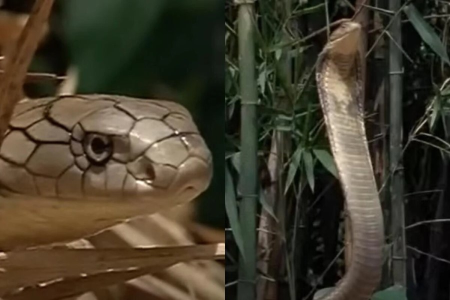 İkinci Dünya Müharibəsi zamanı rekord qıran kobra öldürüldü