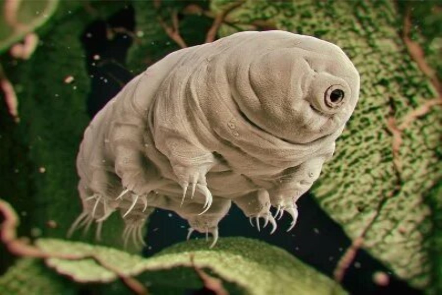 Planetin ən məhvedilməz canlıları alimləri yenidən təəccübləndirib